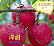 陕西宜川新鲜苹果冰糖心当季现摘水果脆甜红富士平果一整箱整箱10