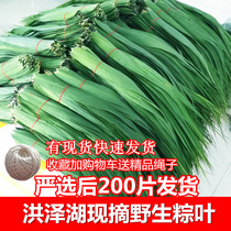 农家纯天然现摘粽叶免邮新鲜芦苇叶粽子叶包粽子的叶子一件200片