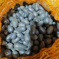 定西黑金刚脱毒种薯原原种微型马铃薯小土豆种子黑美人3-10克50粒