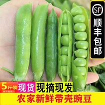 顺丰包邮5斤新鲜带壳豌豆青豆农家应季蔬菜豌豆荚青豌豆绿甜豆子