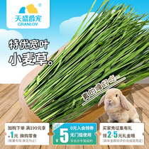 24新烘干多叶小麦草头茬龙猫豚鼠兔子宠物嫩绿主粮食物饲料牧草