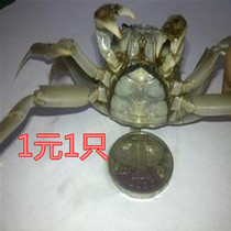 盘锦河蟹迷你螃蟹1元硬币大小毛蟹香辣蟹醉蟹鲜活小螃蟹宠物蟹
