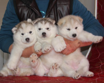 纯种西伯利亚雪橇犬幼犬狗狗出售 哈士奇幼犬纯种活体狗狗包邮