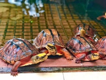 金钱龟，三线闭壳龟，越南种金钱龟越南种大米，海南种金钱龟