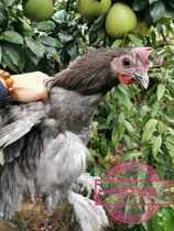安义瓦灰鸡受精种蛋原始特征选育多年种群含毛脚黑冠性状精品热卖