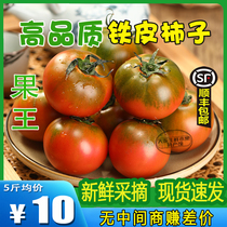 正宗丹东铁皮草莓西红柿子新鲜自然熟盘锦碱地番茄水果生吃老品种
