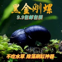 黑金刚螺不吃水草缸清洁淡水除藻工具螺热带观赏活体清洁宠物蜗牛