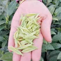 绿茶罐装2024年新茶国家地理保护商标50克头采贵州珍稀正安白茶