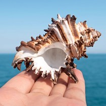 黑千手螺天然海螺莴苣骨黑玫瑰螺卷贝鱼寄居蟹换壳装饰摆件工艺品