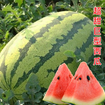 超甜巨型西瓜种子特大甜懒汉王8424麒麟瓜高产南北方水果蔬菜种籽