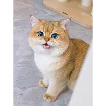 英短金渐层幼猫咪矮脚猫1125色长毛蓝金纯种赛级曼基康宠物猫活物