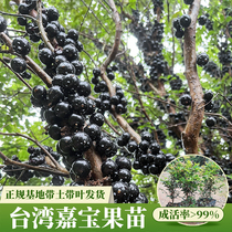 台湾嘉宝果树葡萄树苗四季新奇水果苗当年结果带土叶易活盆栽庭院