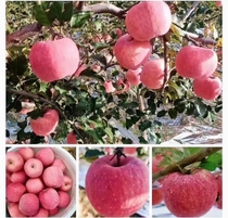 延安山地红富士苹果，可带皮吃的美味苹果，快递包邮，坏果包赔