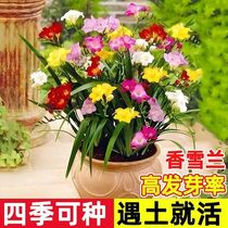 香雪兰种球混色重瓣小苍兰四季开花好养活观花卉盆栽室内鲜花种子