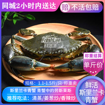 成都店 鲜活斯里兰卡青蟹1.1-1.5斤/只 称重卖大肉蟹大螃蟹海螃蟹