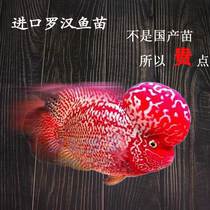 泰国进口热带观赏鱼苗火麒麟泰金火凤凰红金花蛇纹古典罗汉鱼鱼苗