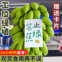 整串办公室水培禁止蕉绿香蕉静止桌面绿植新鲜水果小米芭蕉苹果蕉