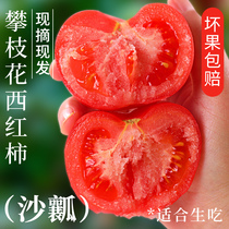 西红柿新鲜自然熟普罗旺斯四川攀枝花沙瓤番茄水果圣女果蔬菜柿子