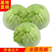 球生菜20斤包邮 云南新鲜蔬菜沙拉食材西餐汉堡圆生菜球型西生菜