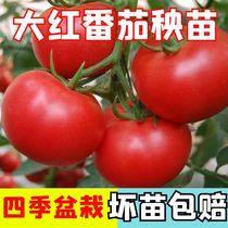 大红番茄种苗超甜超大红果大西红柿苗子高温蔬菜瓜果种苗