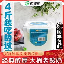 新疆西域春网红大桶酸奶4斤老酸奶浓稠桶装水果捞酸牛奶风味酸奶