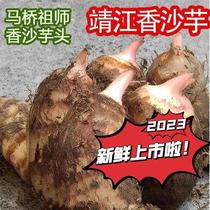 2023靖江正宗马桥香沙芋头仔芋艿农家自种新鲜现挖芋头5斤装包邮