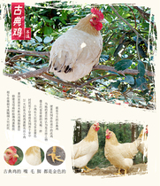 国家地理标志古典名鸡 广西岑溪优质山林散养三黄鸡2只起顺丰包邮