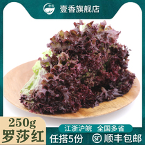 壹香 红叶生菜250g 紫叶生菜罗莎红新鲜蔬菜沙拉食材轻食色拉菜