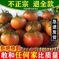 东北绿腚铁皮柿子孕妇生吃新鲜水果草莓西红柿盘锦盐碱地番茄丹东