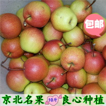 农家北京红肖梨特产红梨包邮 新鲜水果平谷梨可以做冰糖白梨10斤