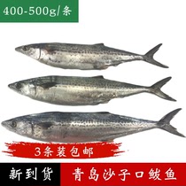 鲅鱼新鲜冷冻马鲛鱼青岛沙子口海鲜水产400-500g/条3条装包邮