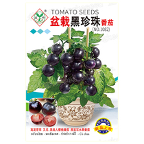 盆栽黑珍珠番茄种子阳台绿植物矮化黑美人黑宝石水果樱桃番茄种籽