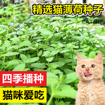 猫薄荷种子可食用薄荷种籽子香水柠檬苗猫草四季播种蔬菜植物种孑