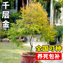 千层金树苗盆栽黄金香柳香松庭院室内外绿植物四季好养活易活树木
