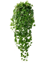 仿真爬山虎壁挂装饰藤蔓绿植塑料花藤植物绿叶假花藤条吊兰挂壁