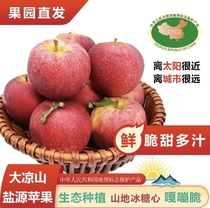 盐源糖心苹果/四川盐源泸沽湖畔丑苹果/红富士/当季新鲜水果/苹果