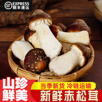 顺丰 现货新鲜现摘赤松茸姬松茸2斤红球盖菇鲜蘑菇煲汤火锅菌菇2