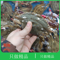 大连海鲜飞蟹特大野生海捕水产新鲜黄海花螃蟹白蟹鲜活鲜活梭子蟹