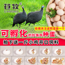 苍牧10枚蛋珍珠鸡碰碰种蛋受精蛋可孵化小鸡几内亚珠鸡受精卵包邮