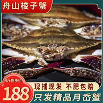 舟山梭子蟹新鲜冷冻大白蟹野生螃蟹海鲜水产新鲜公蟹海蟹飞蟹4斤