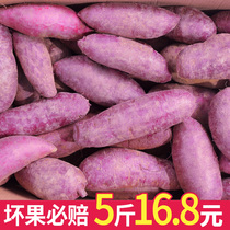 小紫薯新鲜现挖紫心红薯番香薯农家自种越南地瓜芋头5斤包邮非10