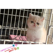宠物猫咪活体纯种加菲猫幼猫异国短毛猫幼崽家养乳白双色出售g