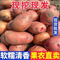 2024云南新鲜红皮黄心大土豆10斤包邮新农家红洋芋蔬菜批发马铃薯