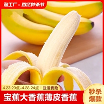 香蕉新鲜天宝蕉大香蕉薄皮香蕉自然熟当季新鲜水果高山香蕉