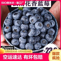 云南花香蓝莓鲜果现摘宝宝辅食孕妇新鲜水果脆甜花香个大营养丰富