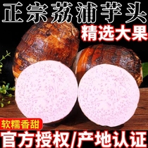 广西荔浦芋头新鲜正宗香芋特级现挖槟榔芋艿紫藤毛芋包邮10斤特产