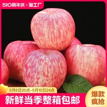 洛川苹果红富士水果新鲜当季整箱4.5/8斤延安脆甜多汁包邮自提