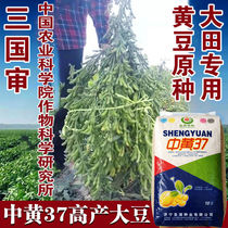 中黄37大豆种子特大高产黄豆种子国审豆早熟大粒千斤黄豆当季新种