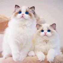 布偶猫幼猫蓝双海双色纯种血统宠物猫舍长毛布偶幼崽仙女猫咪活物