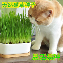 天然猫草优质大麦小麦燕麦种子去毛球助消化水培种籽抗旱动物爱吃